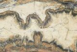 Mammoth Molar Slice with Case - South Carolina #217920-2